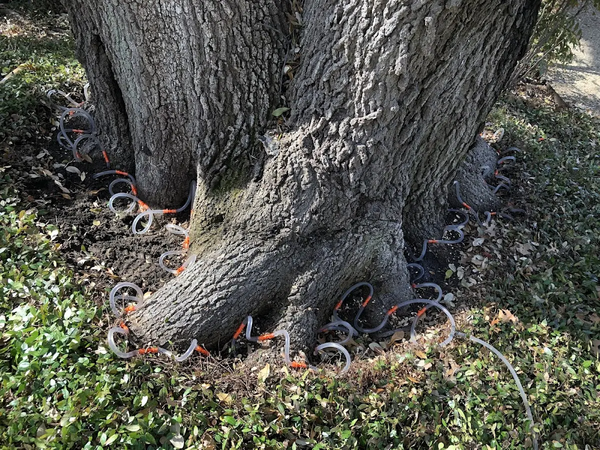 Detailed Tree Cabling and Bracing job site in Rockwall